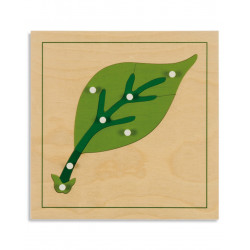 BOTANY PUZZLE: LEAF BOTANY PUZZLE: LEAF
