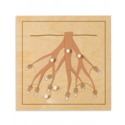 BOTANY PUZZLE: ROOT BOTANY PUZZLE: ROOT