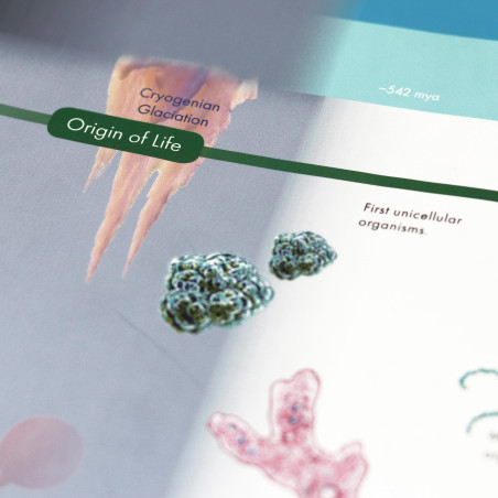STRISCIA DELL'EVOLUZIONE DELLA VITA SULLA TERRA CON CARTELLINI (TESTO IN INGLESE)