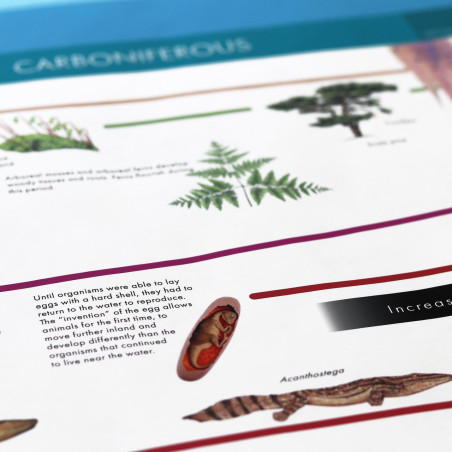 TIMELINE OF LIFE - WORKING (WITH CARDS)