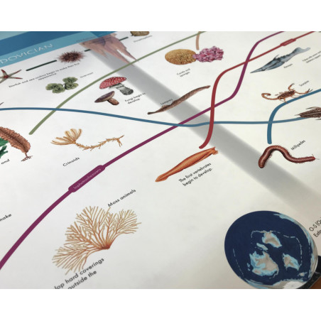 STRISCIA DELL'EVOLUZIONE DELLA VITA SULLA TERRA (TESTO IN INGLESE)