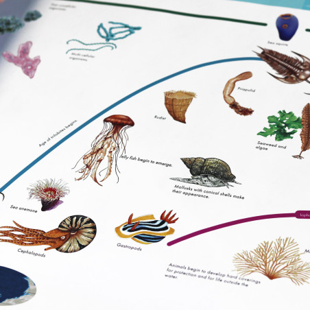 STRISCIA DELL'EVOLUZIONE DELLA VITA SULLA TERRA (TESTO IN INGLESE)