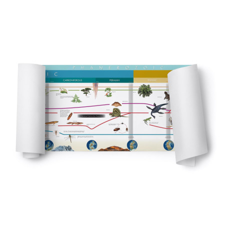 STRISCIA DELL'EVOLUZIONE DELLA VITA SULLA TERRA (TESTO IN INGLESE)