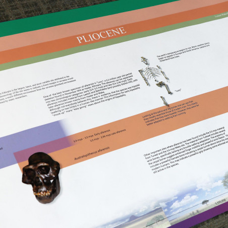 STRISCIA DEI PRIMI ESSERI UMANI (TESTO IN INGLESE)