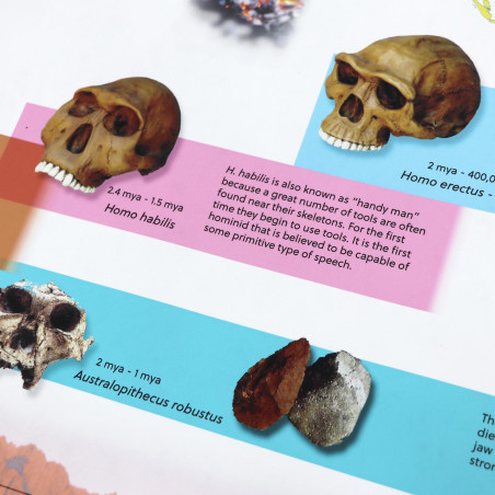 TIMELINE OF EARLY HUMANS