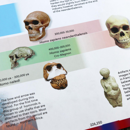 TIMELINE OF EARLY HUMANS